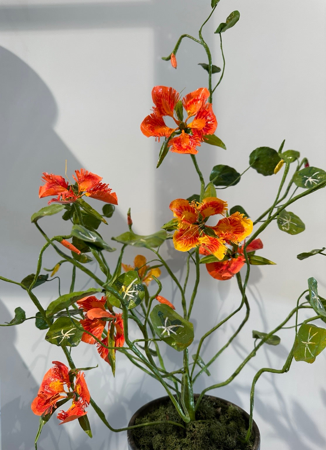 Tropaeolum by Louise Moestrup