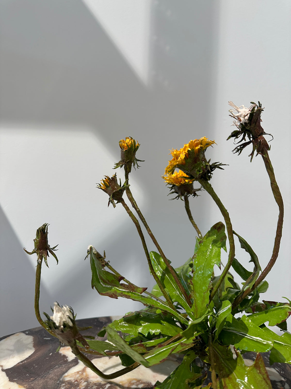 Dandelion by Louise Moestrup