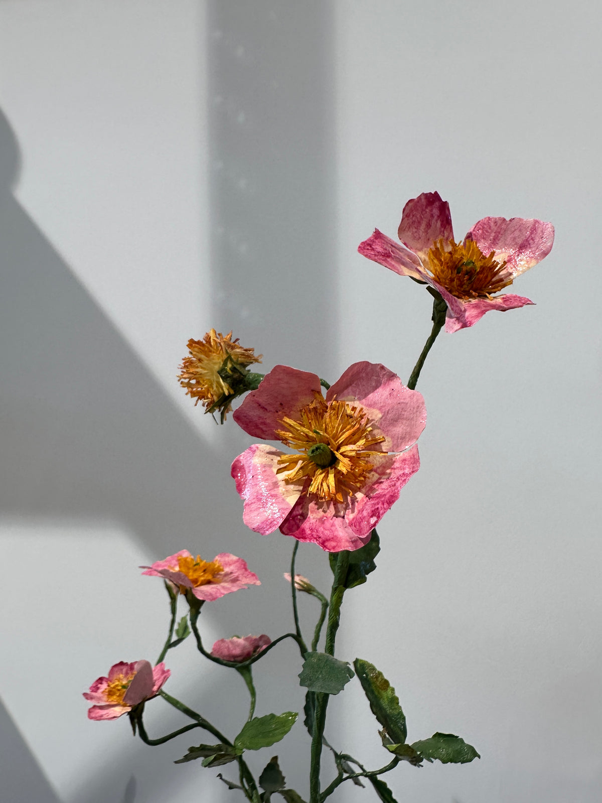 Rugosa by Louise Moestrup