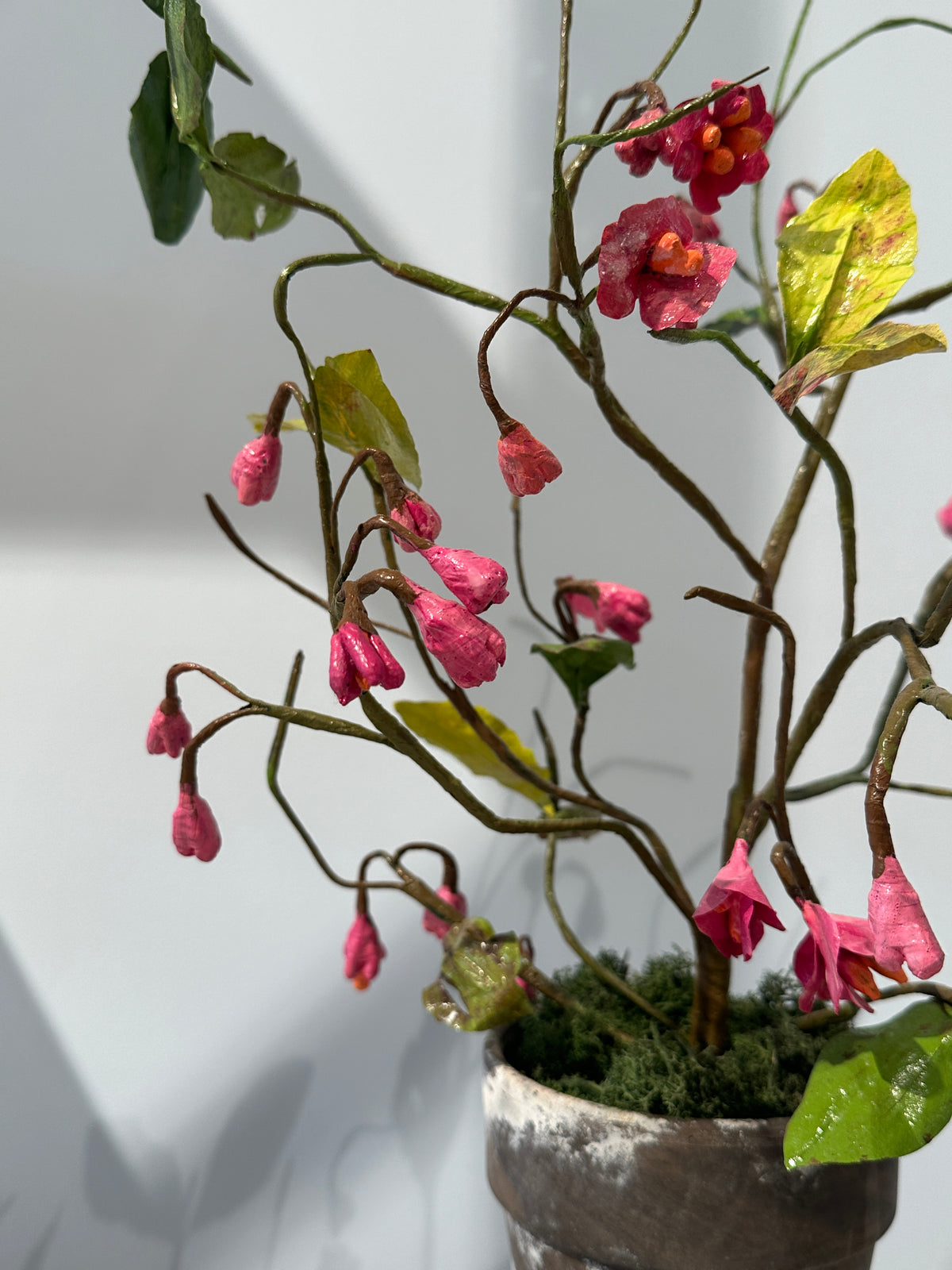 Euonymus by Louise Moestrup