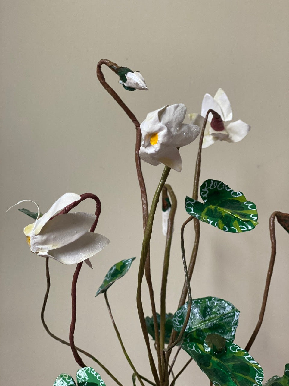 Cyclamen