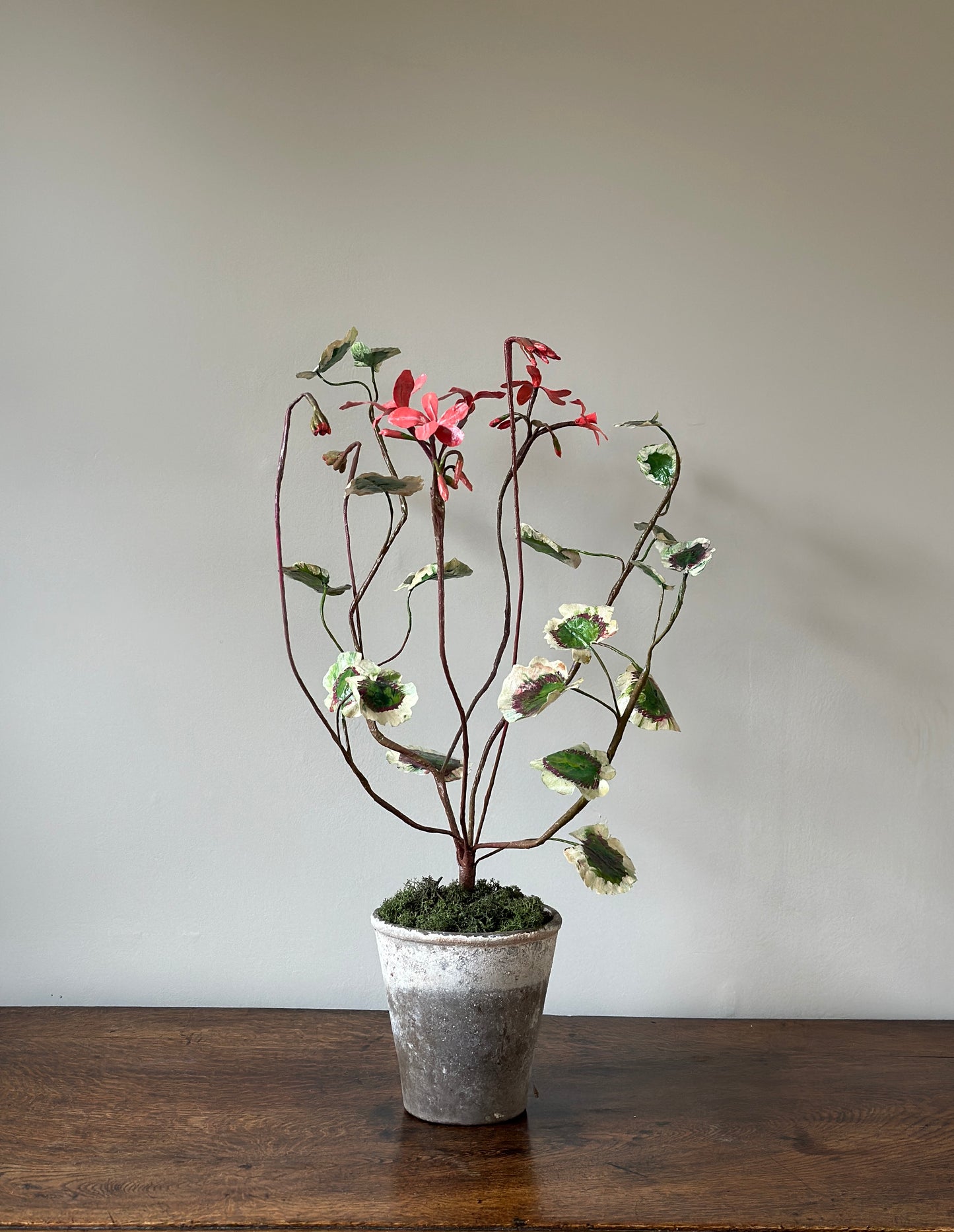 Salmon Colored Pelargonium