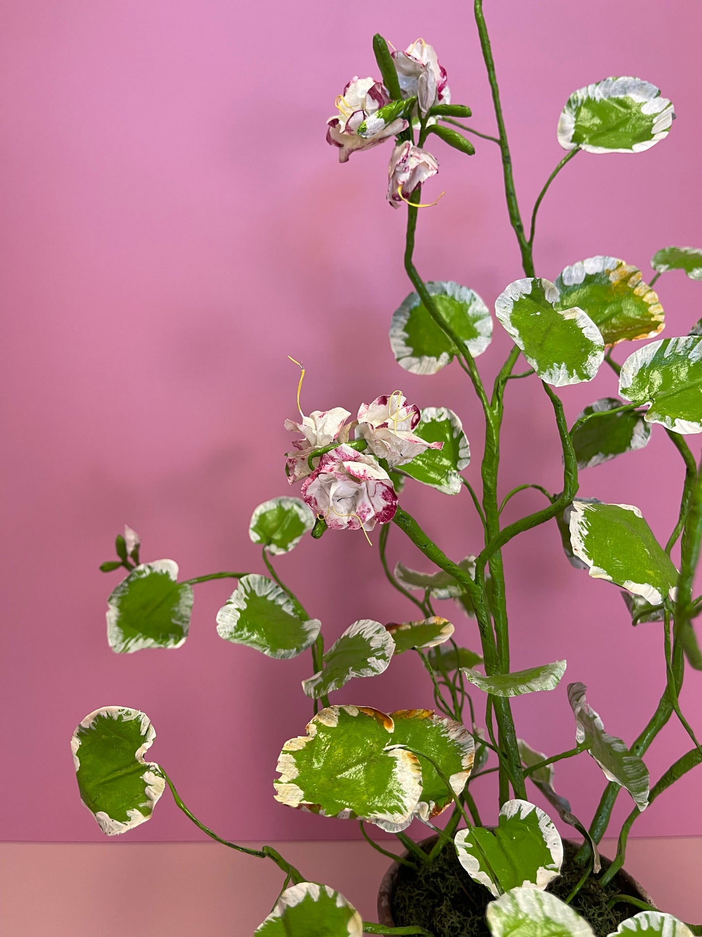 Medium White/Pink Pelargonium