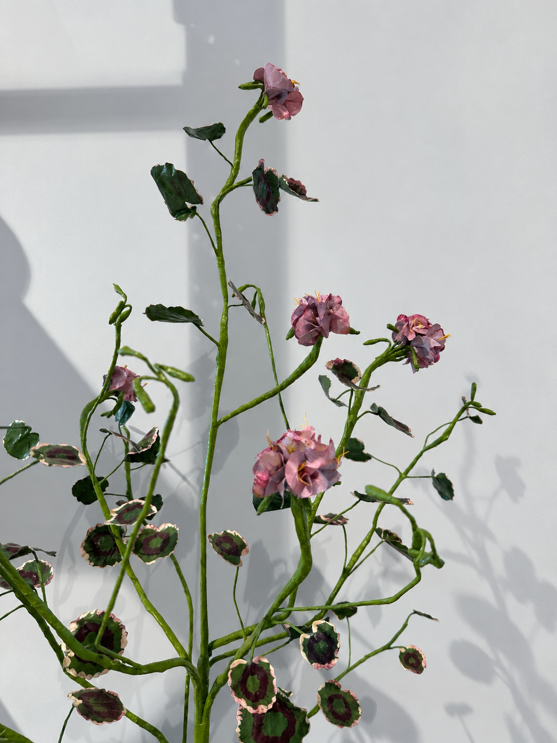 Pelargonium Grand blue shine by Louise Moestrup