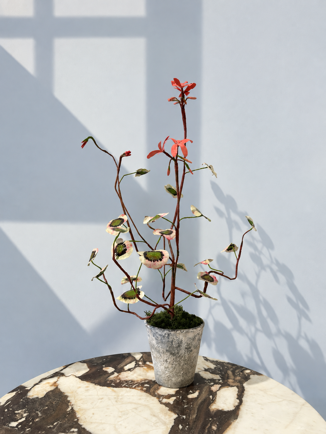Pelargonium Frank by Louise Moestrup