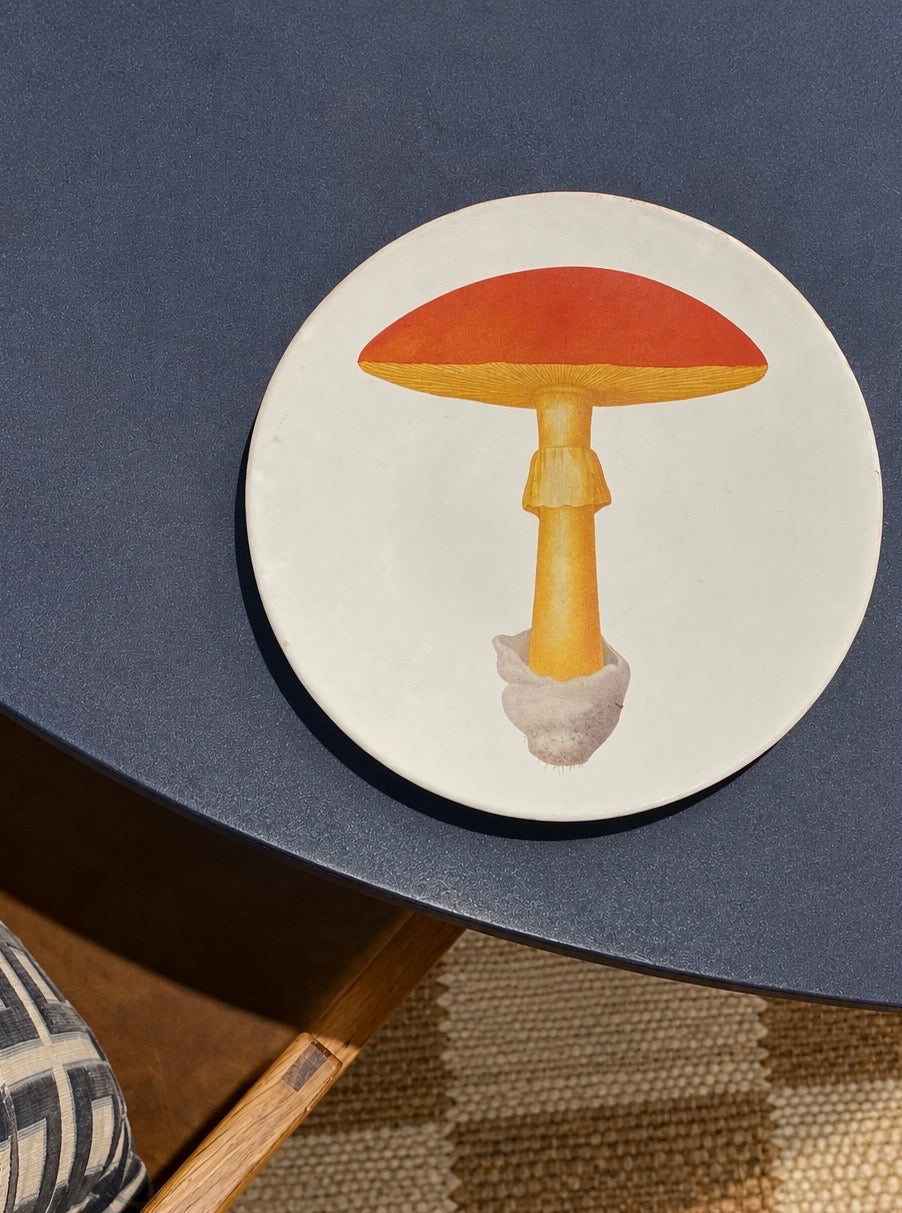 Medium Yellow Agaric Oronge Plate