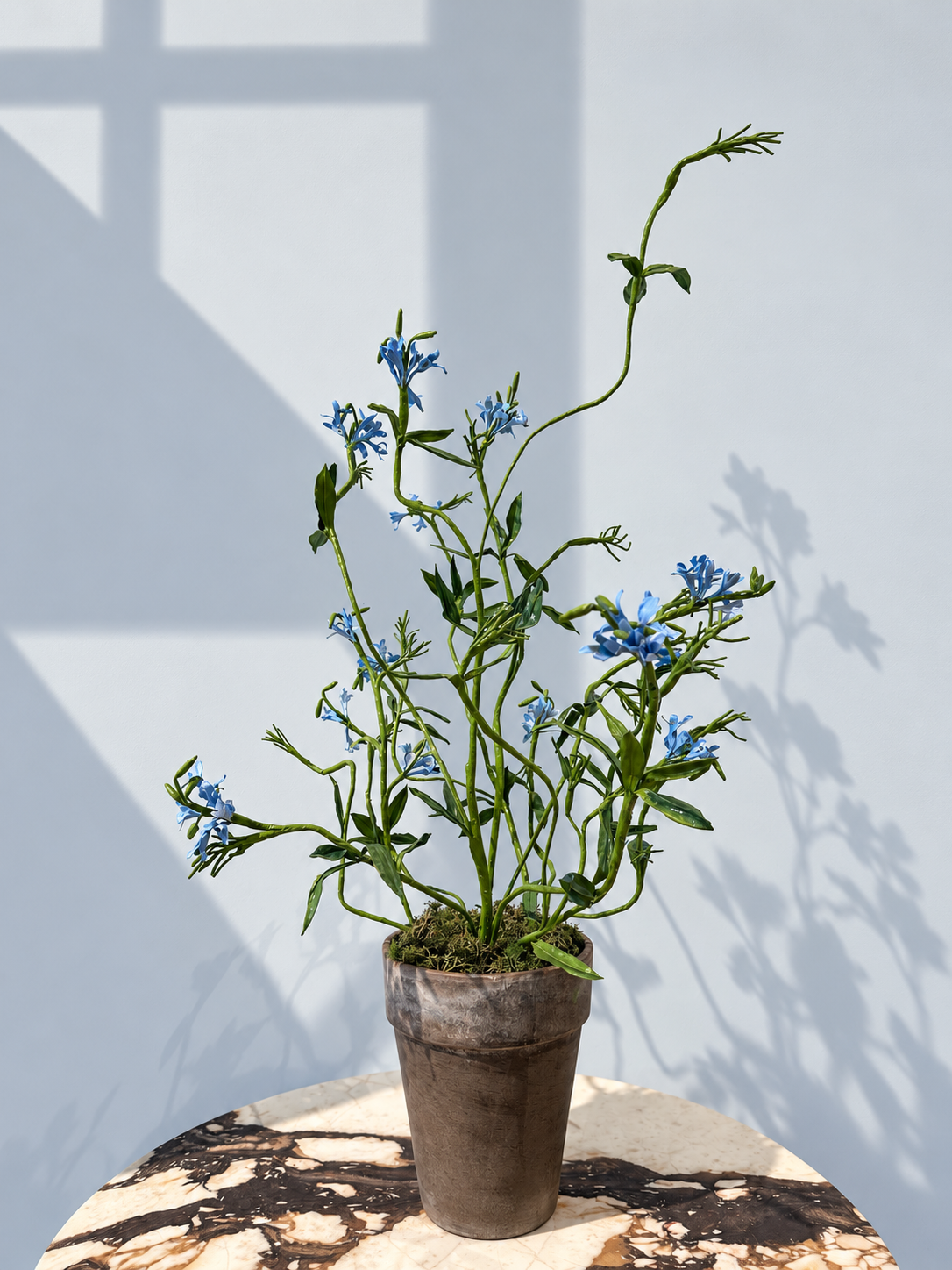 Plumbago by Louise Moestrup