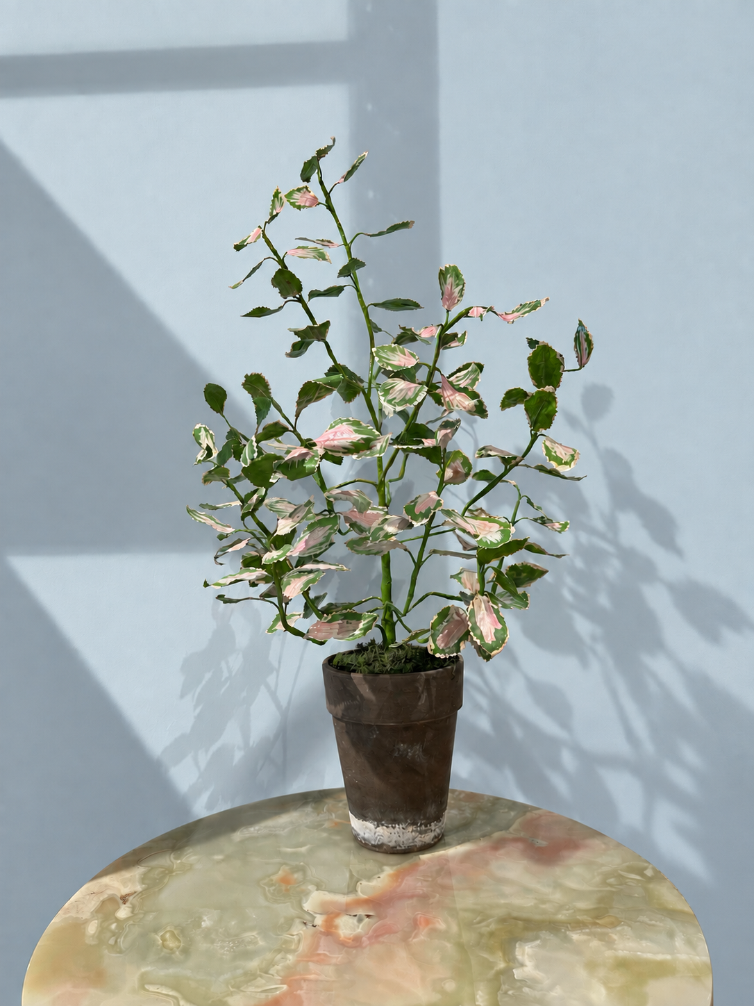 Coleus by Louise Moestrup