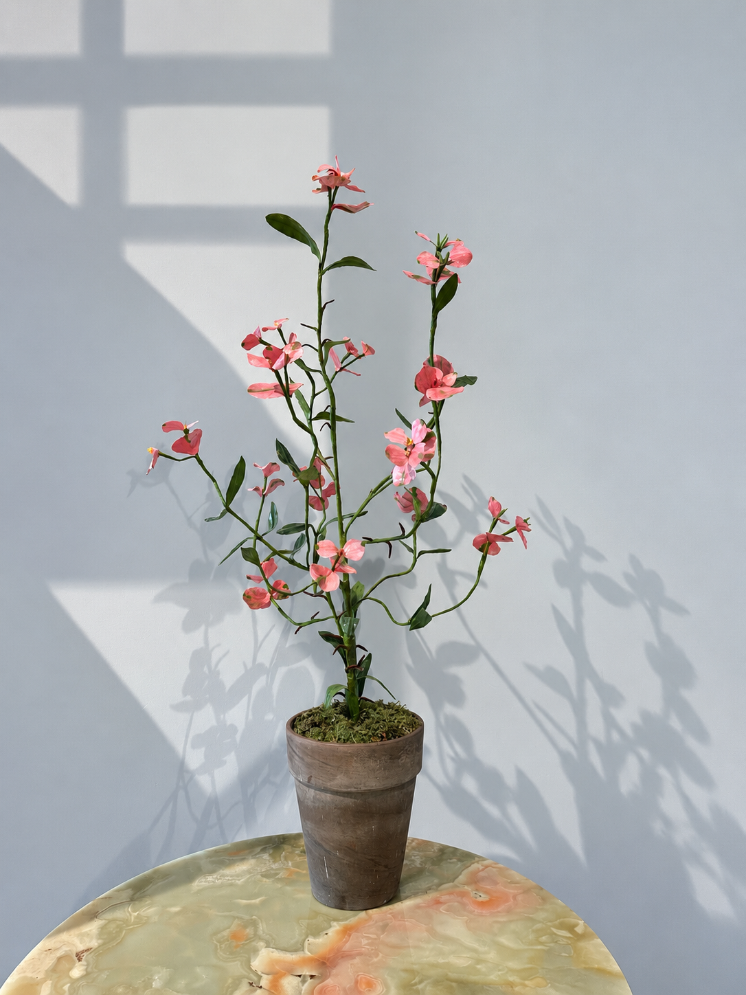 Euphorbia by Louise Moestrup