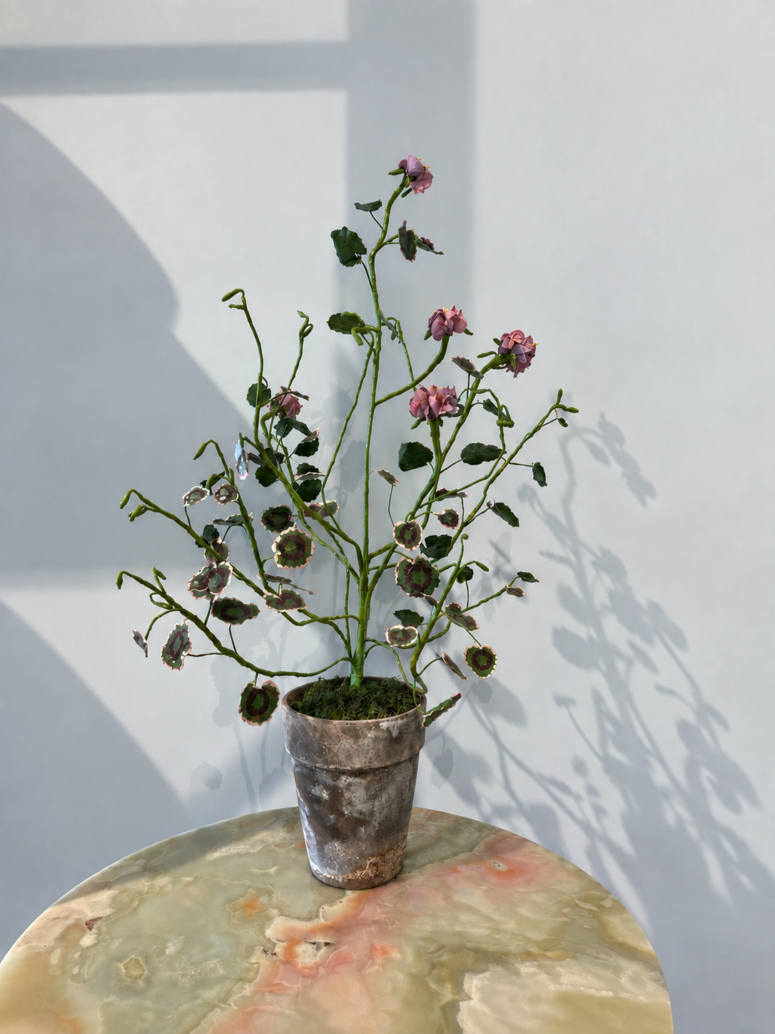 Pelargonium Grand blue shine by Louise Moestrup
