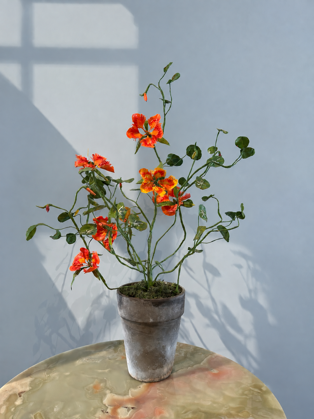Tropaeolum by Louise Moestrup
