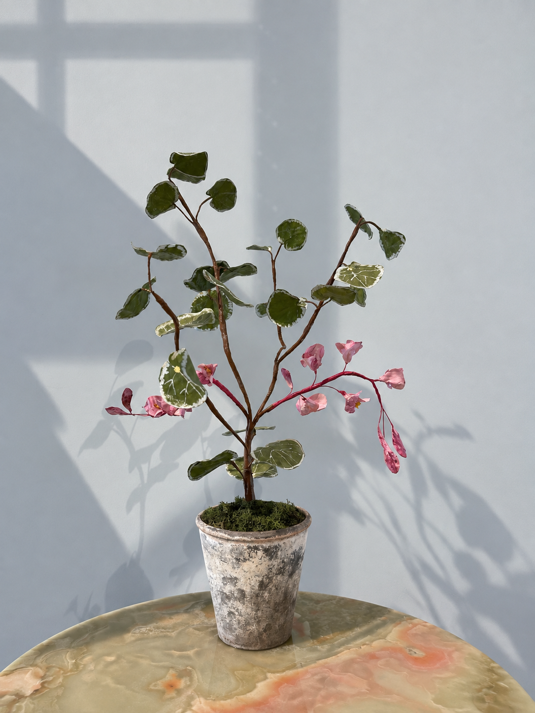 Begonia by Louise Moestrup
