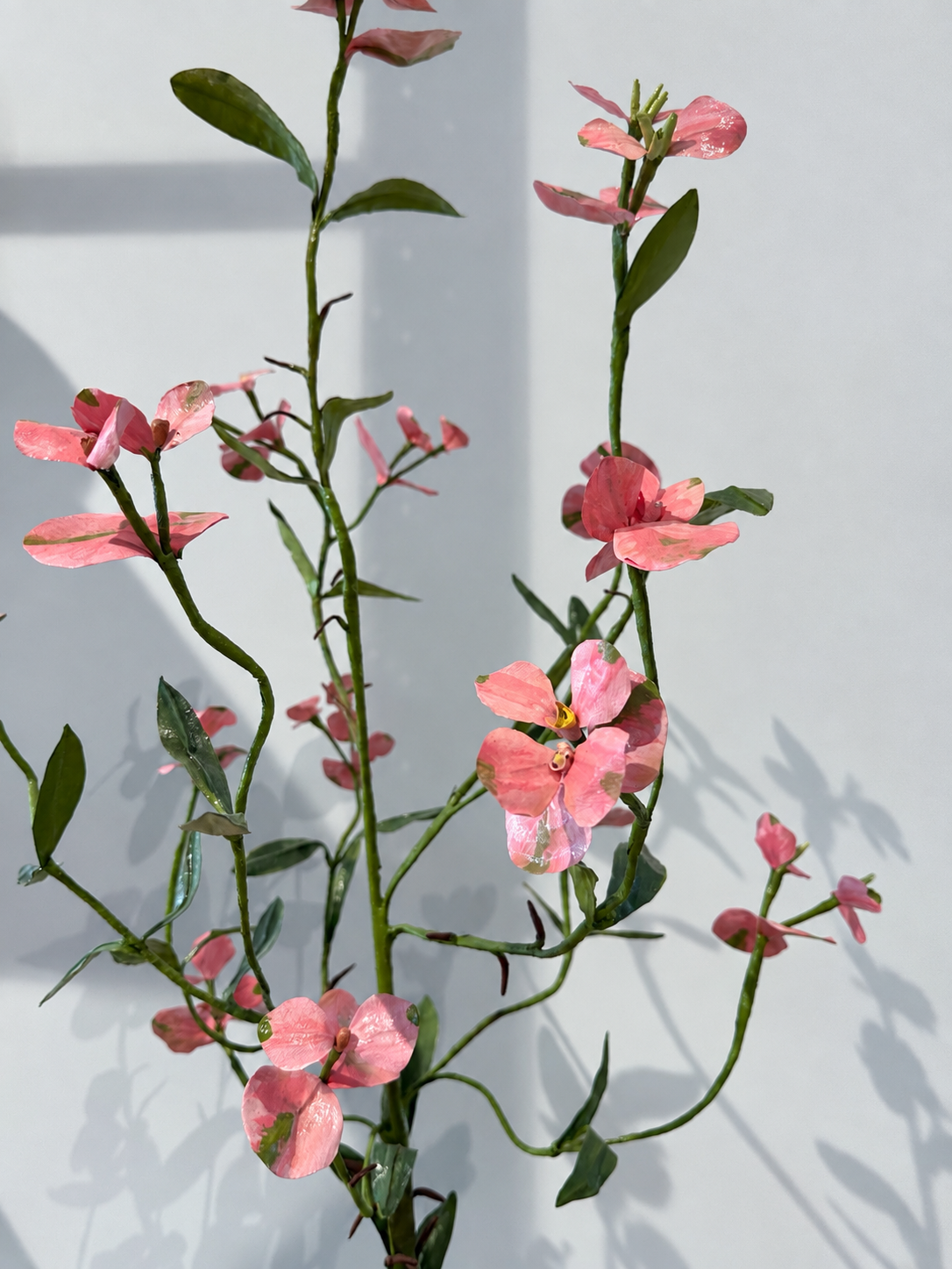 Euphorbia by Louise Moestrup