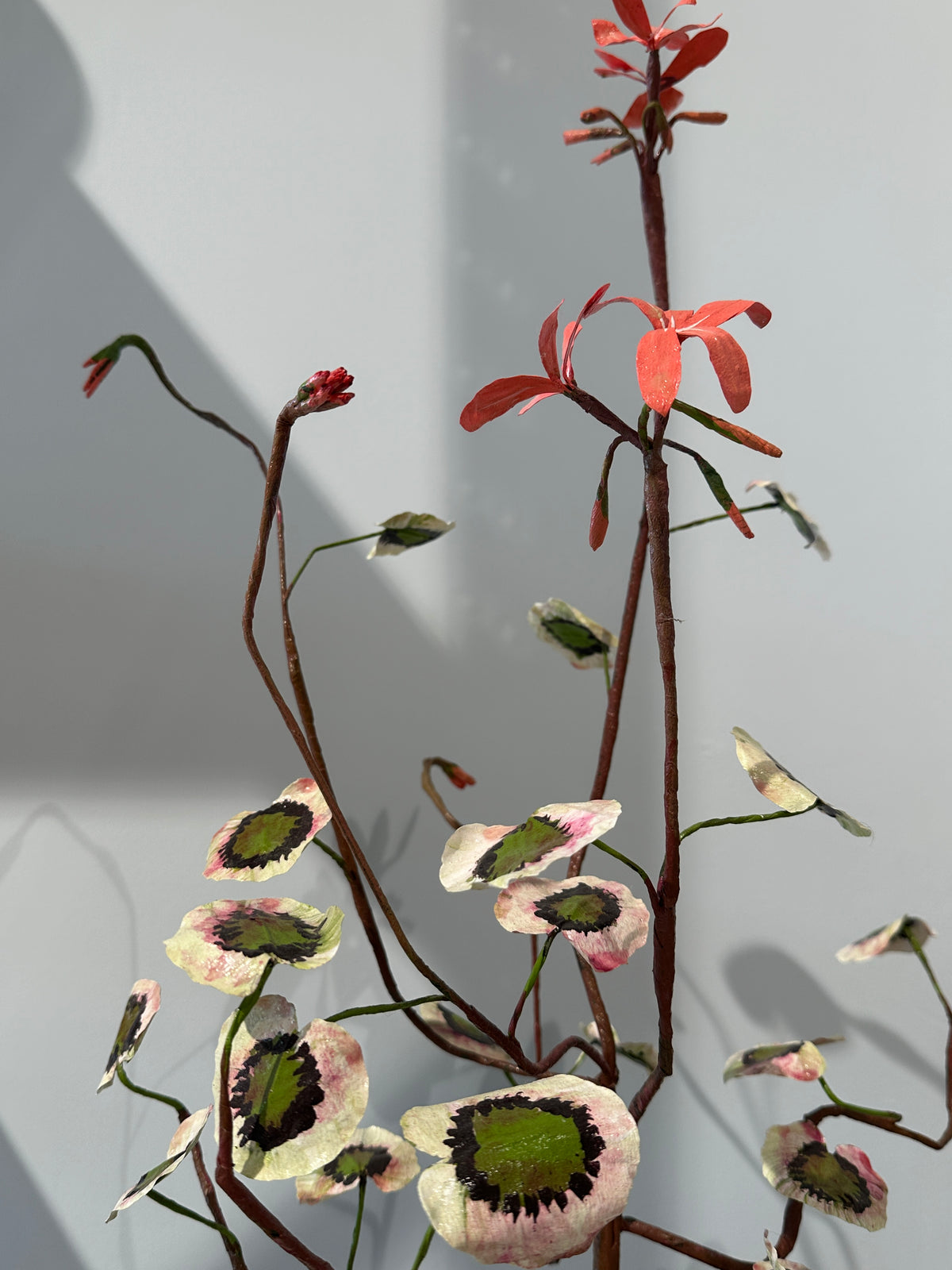 Pelargonium Frank by Louise Moestrup
