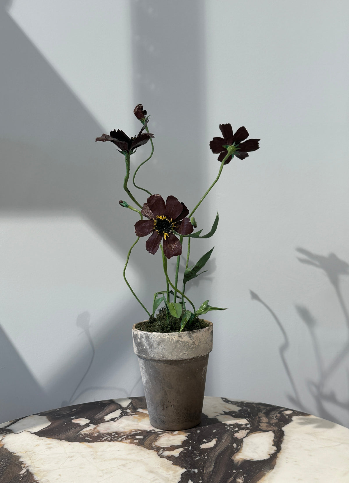 Cosmos by Louise Moestrup