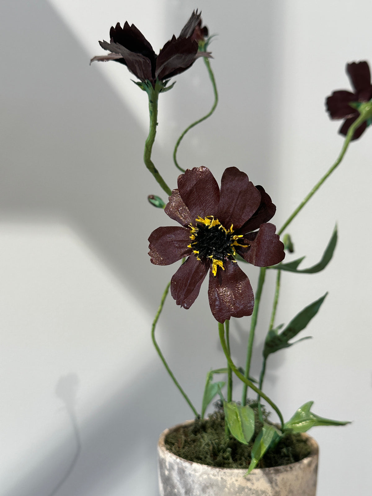 Cosmos by Louise Moestrup
