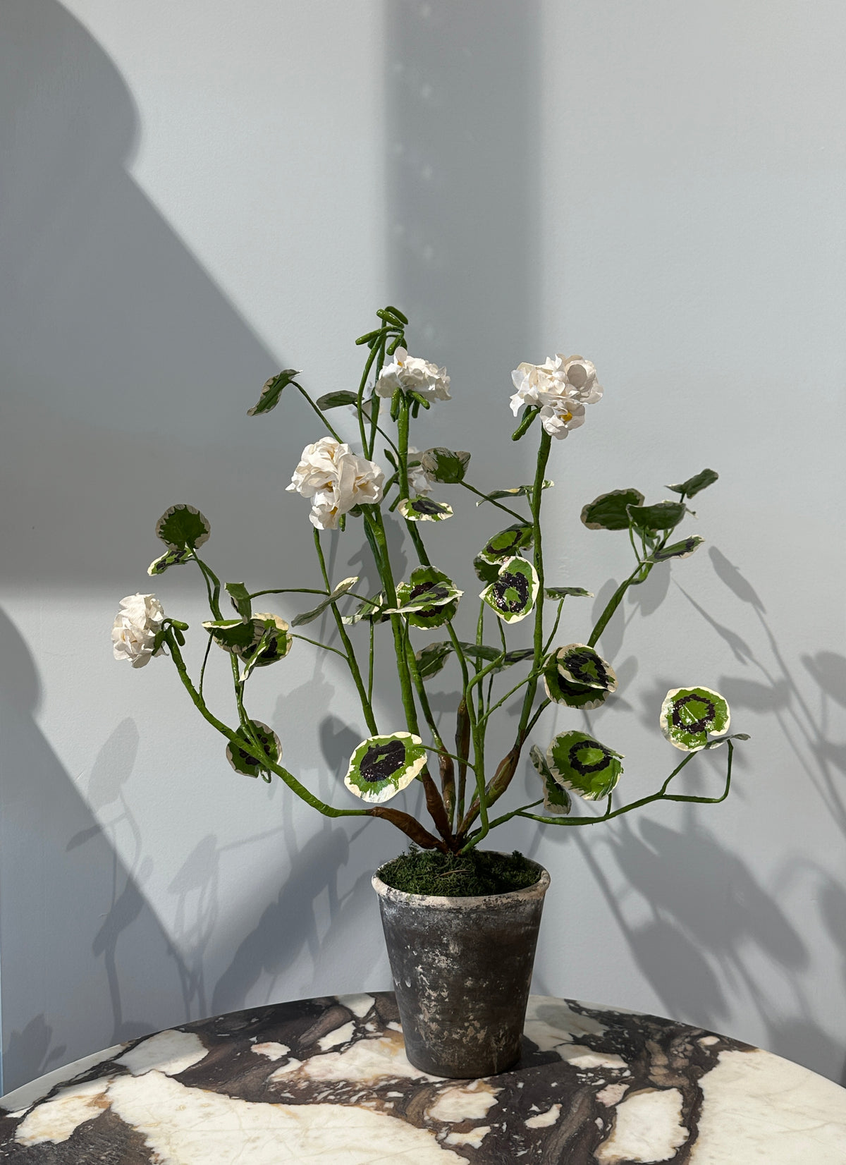 Pelargonium White by Louise Moestrup