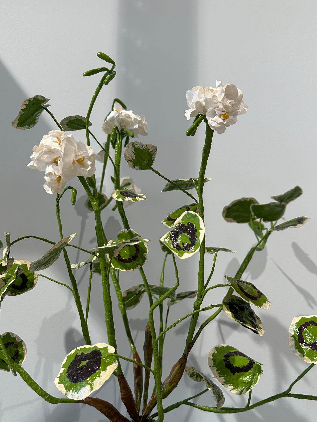 Pelargonium White by Louise Moestrup