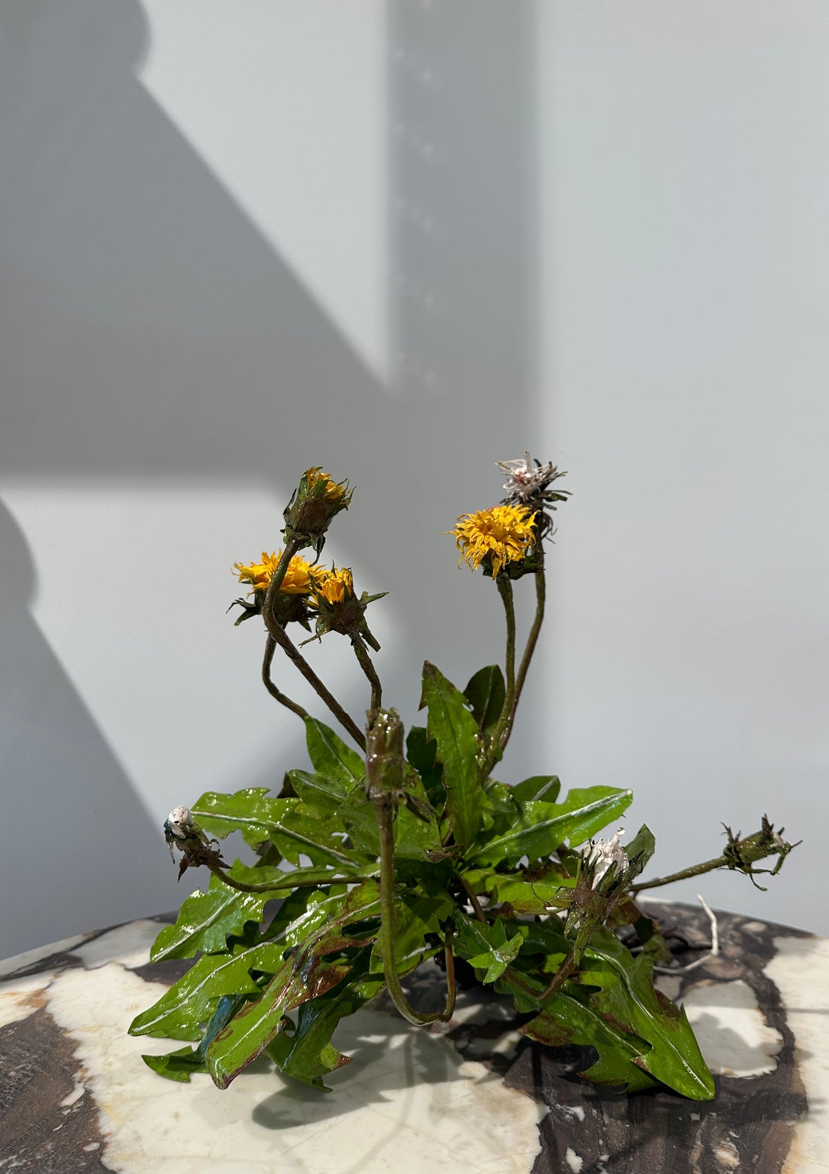 Dandelion by Louise Moestrup