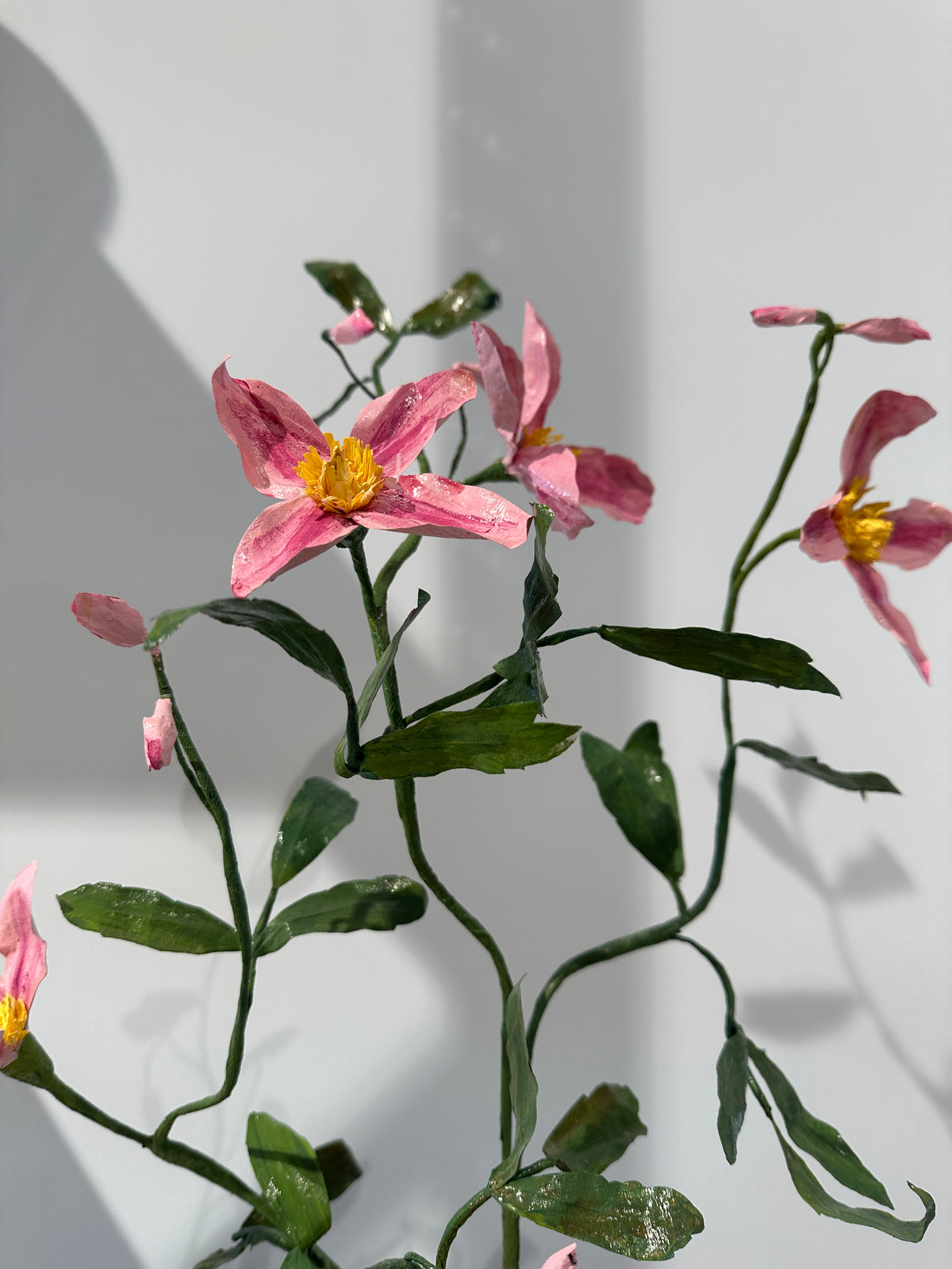 Clematis by Louise Moestrup