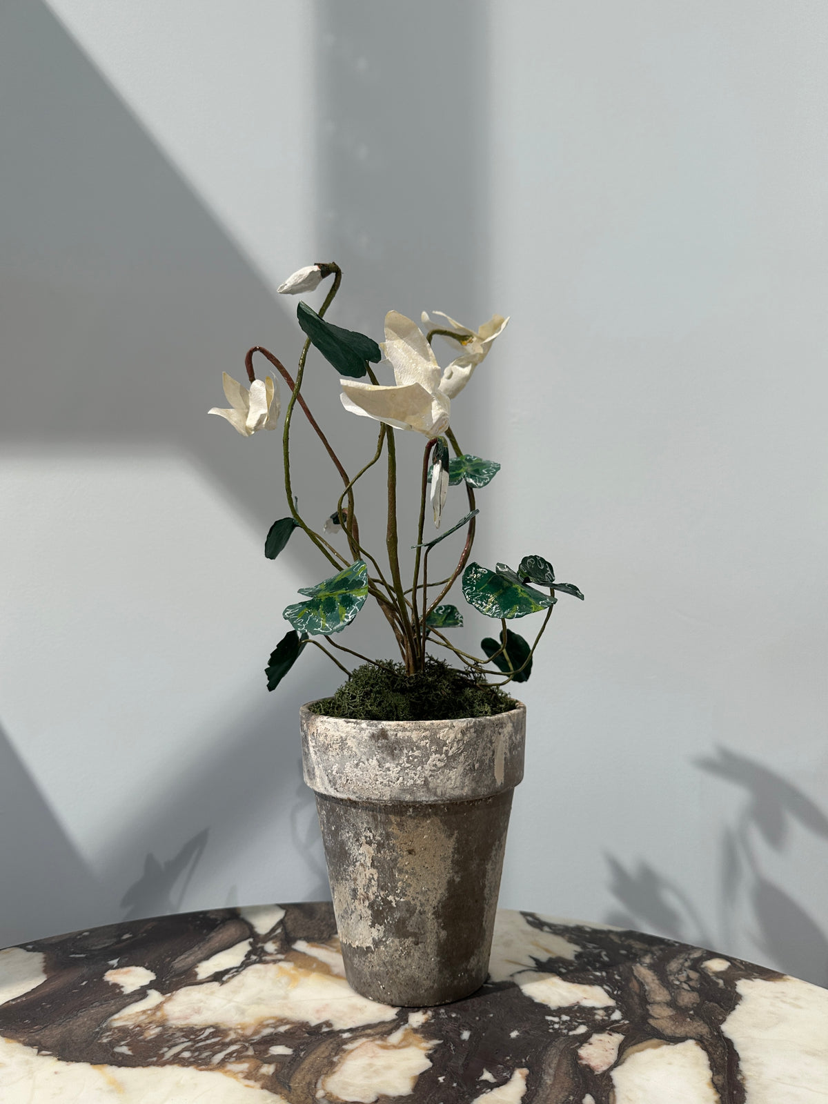 Cyclamen by Louise Moestrup