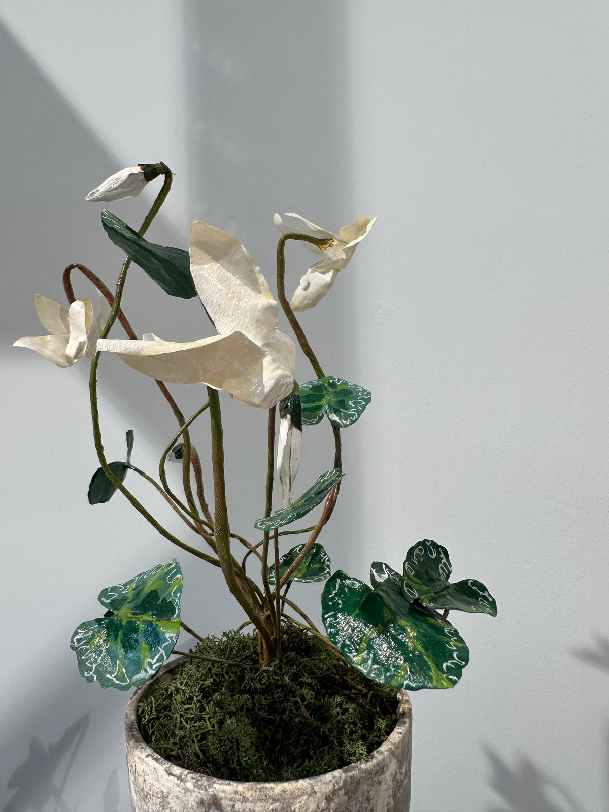 Cyclamen by Louise Moestrup