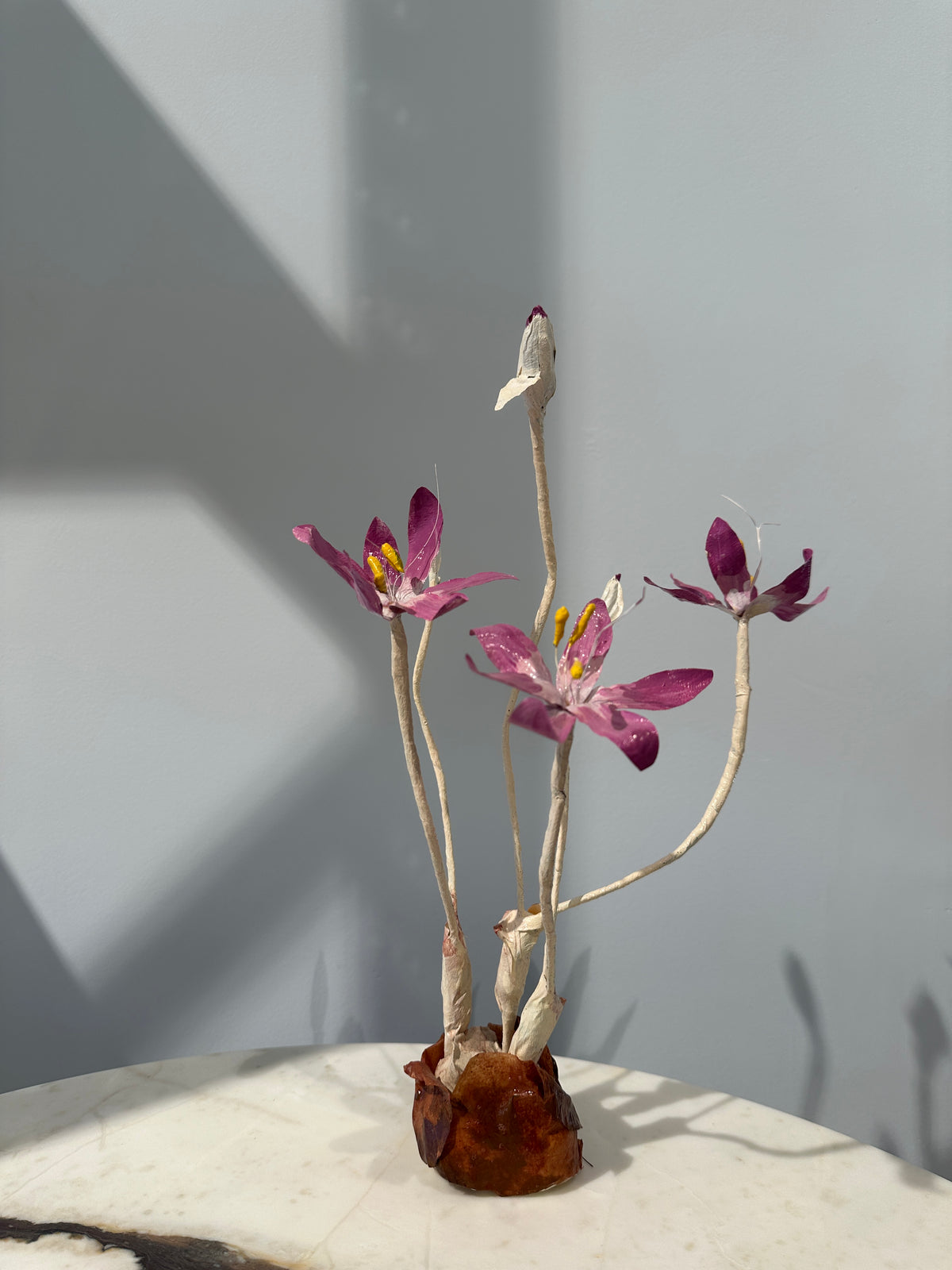 Colchicum by Louise Moestrup