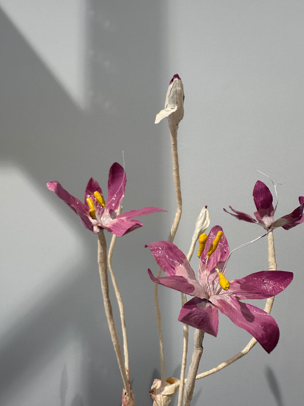 Colchicum by Louise Moestrup