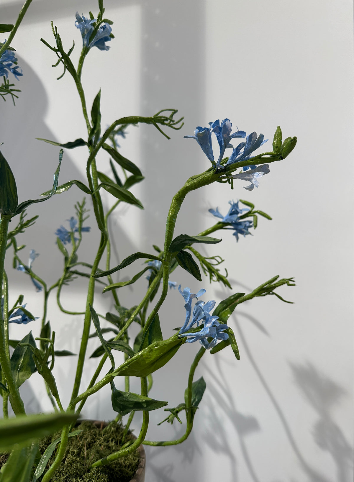 Plumbago by Louise Moestrup