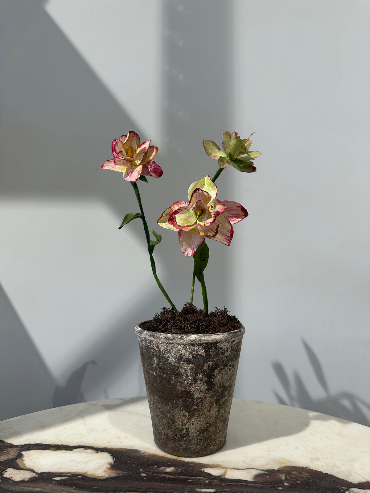 Helleborus by Louise Moestrup