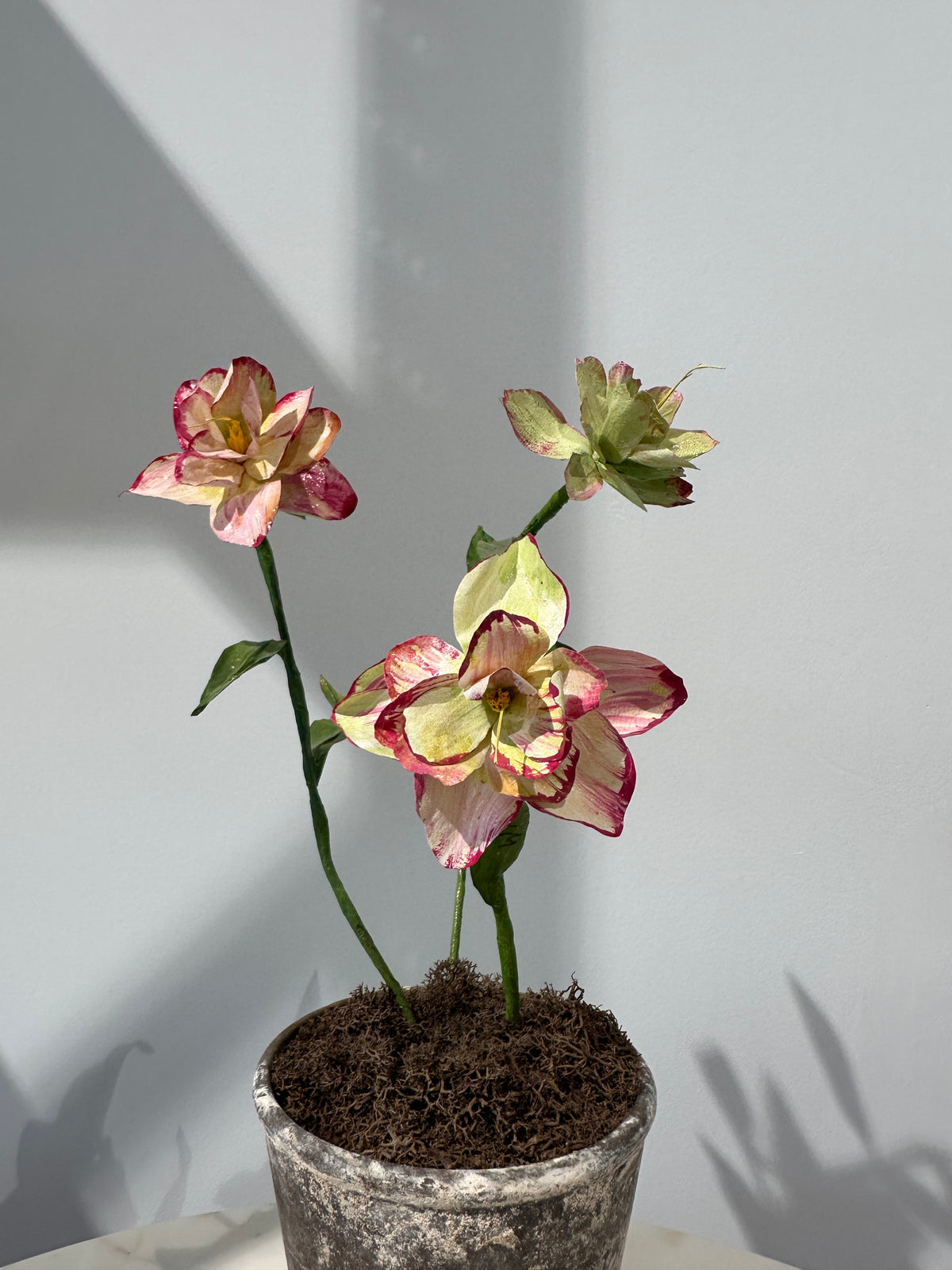 Helleborus by Louise Moestrup