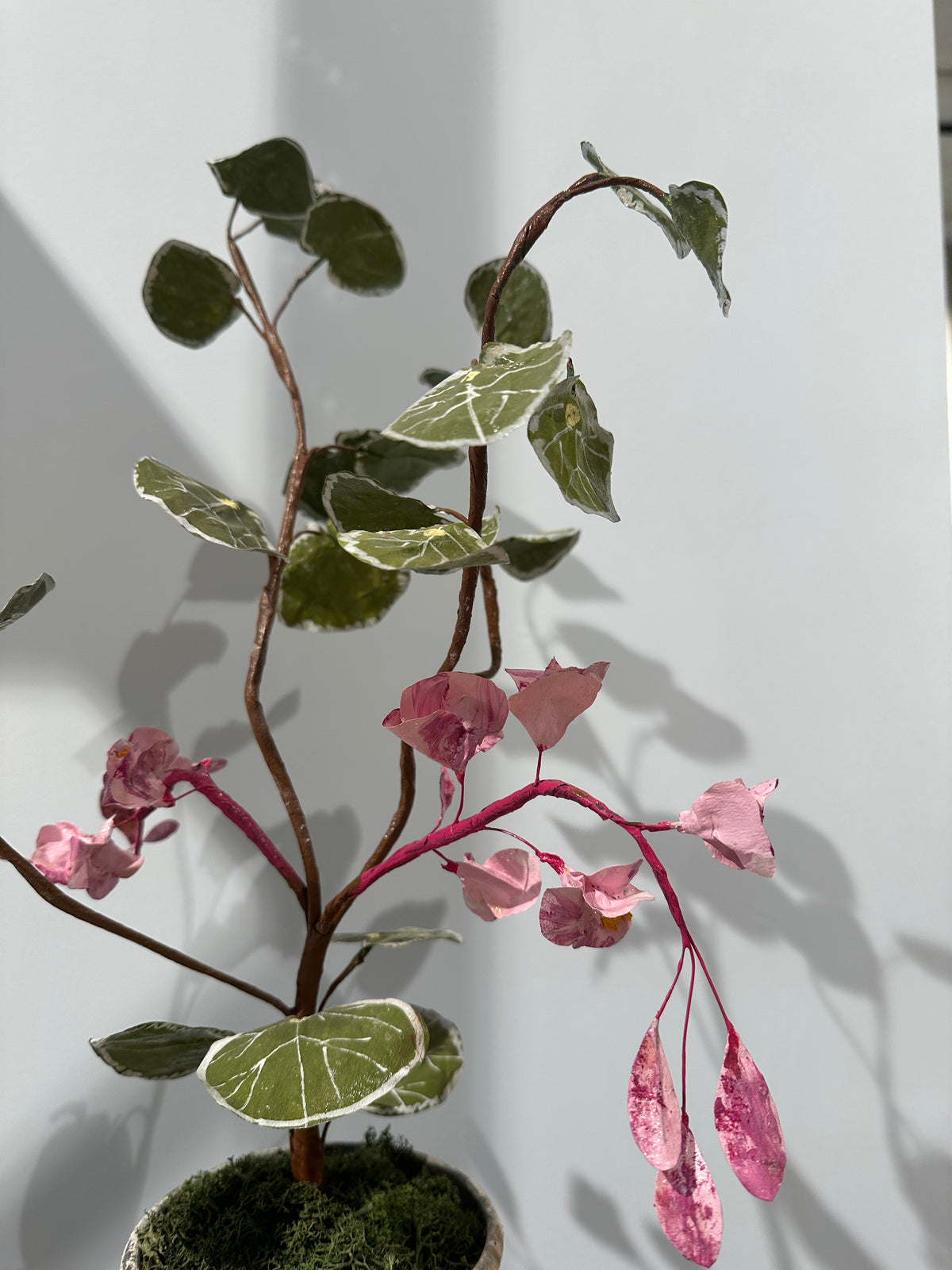 Begonia by Louise Moestrup