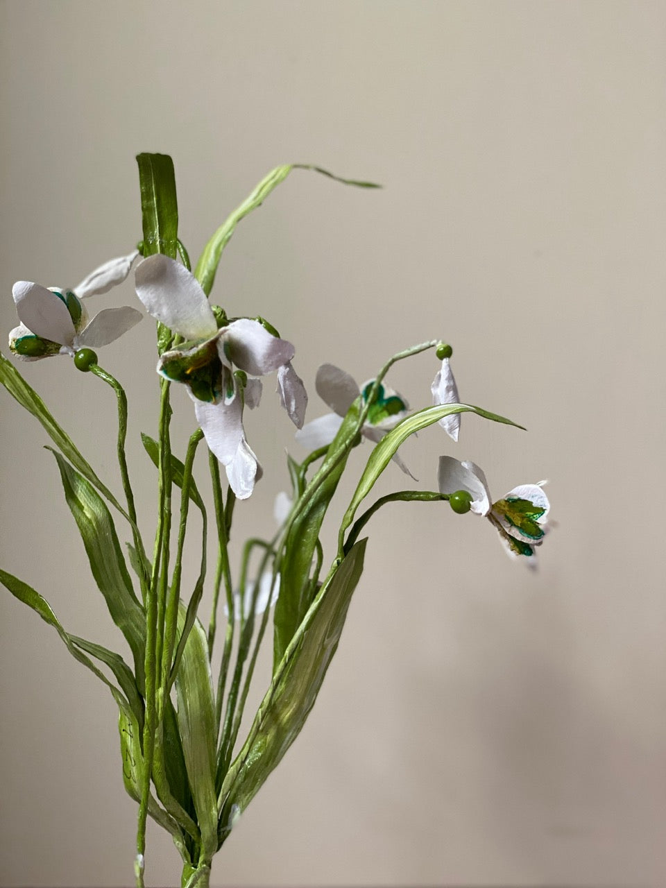 Galanthus Nivalis