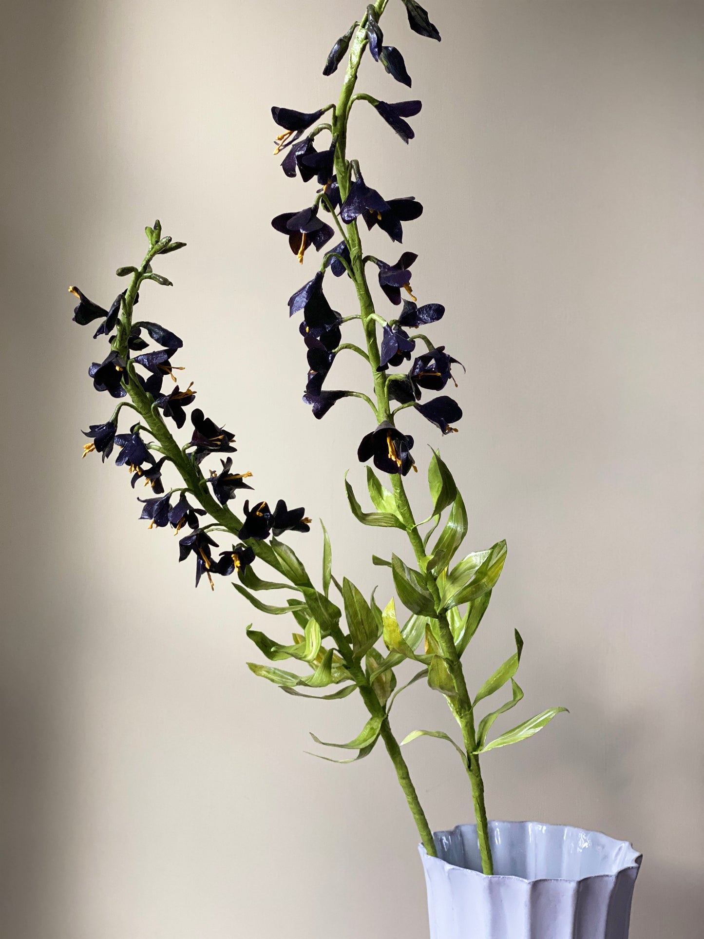 Fritillaria Persica Stalk