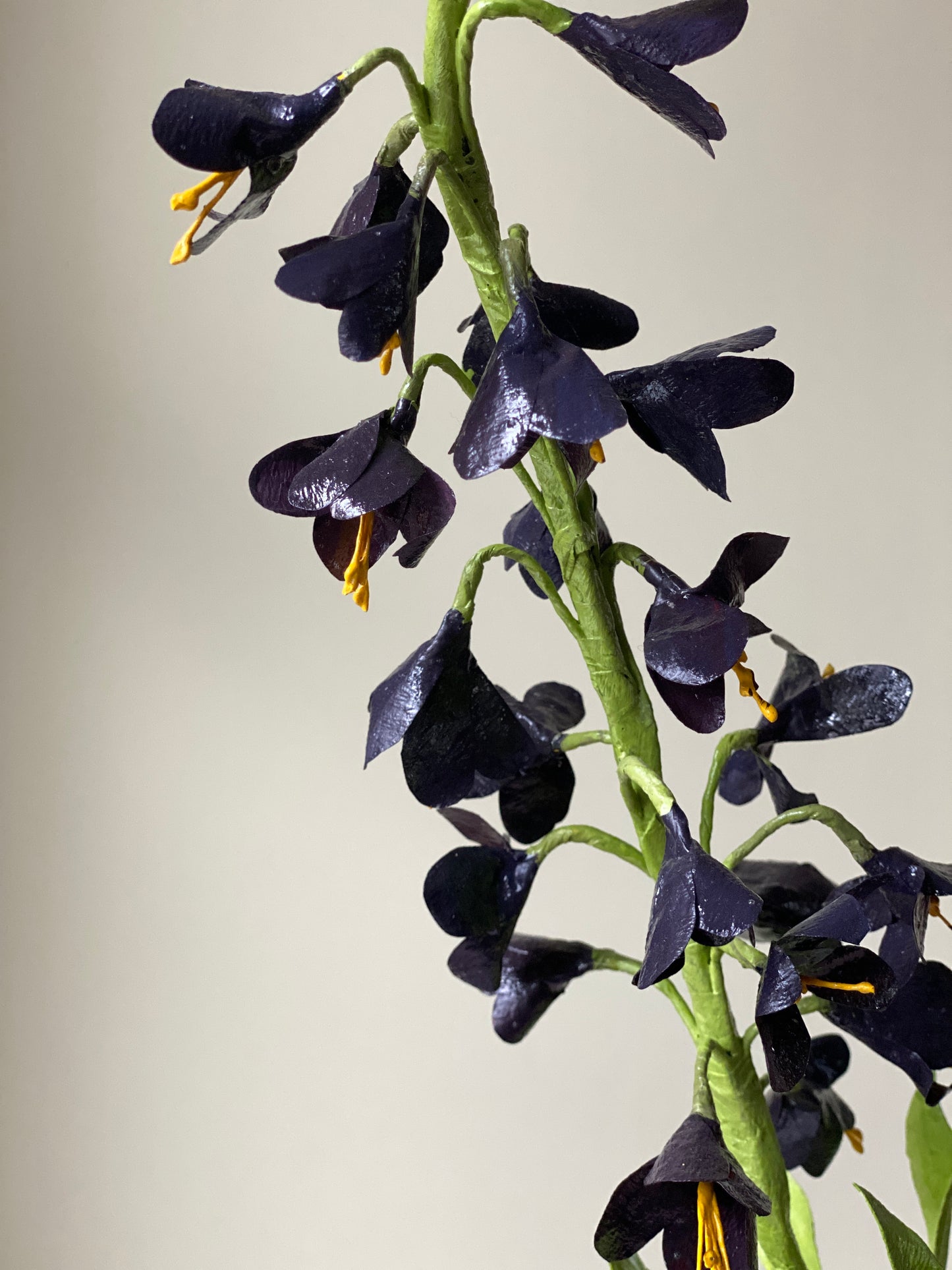 Fritillaria Persica Stalk