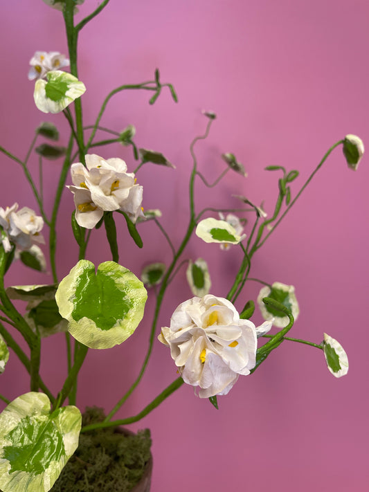 Large White Pelargonium