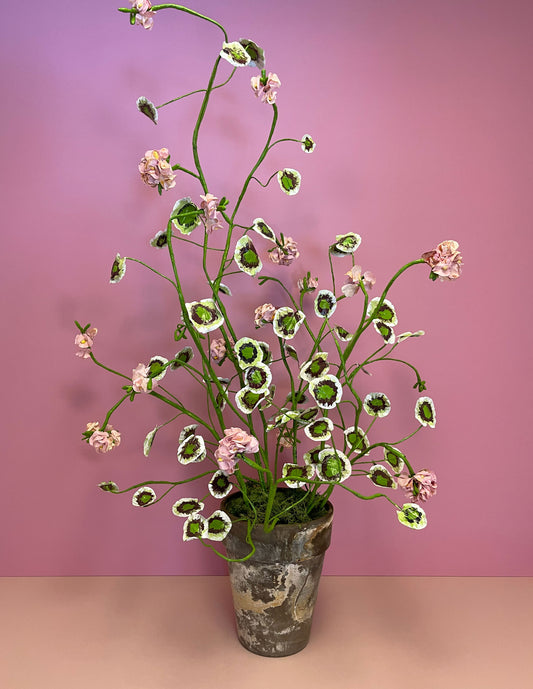 Large Pink Pelargonium #2