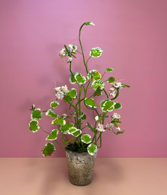 Medium White/Pink Pelargonium