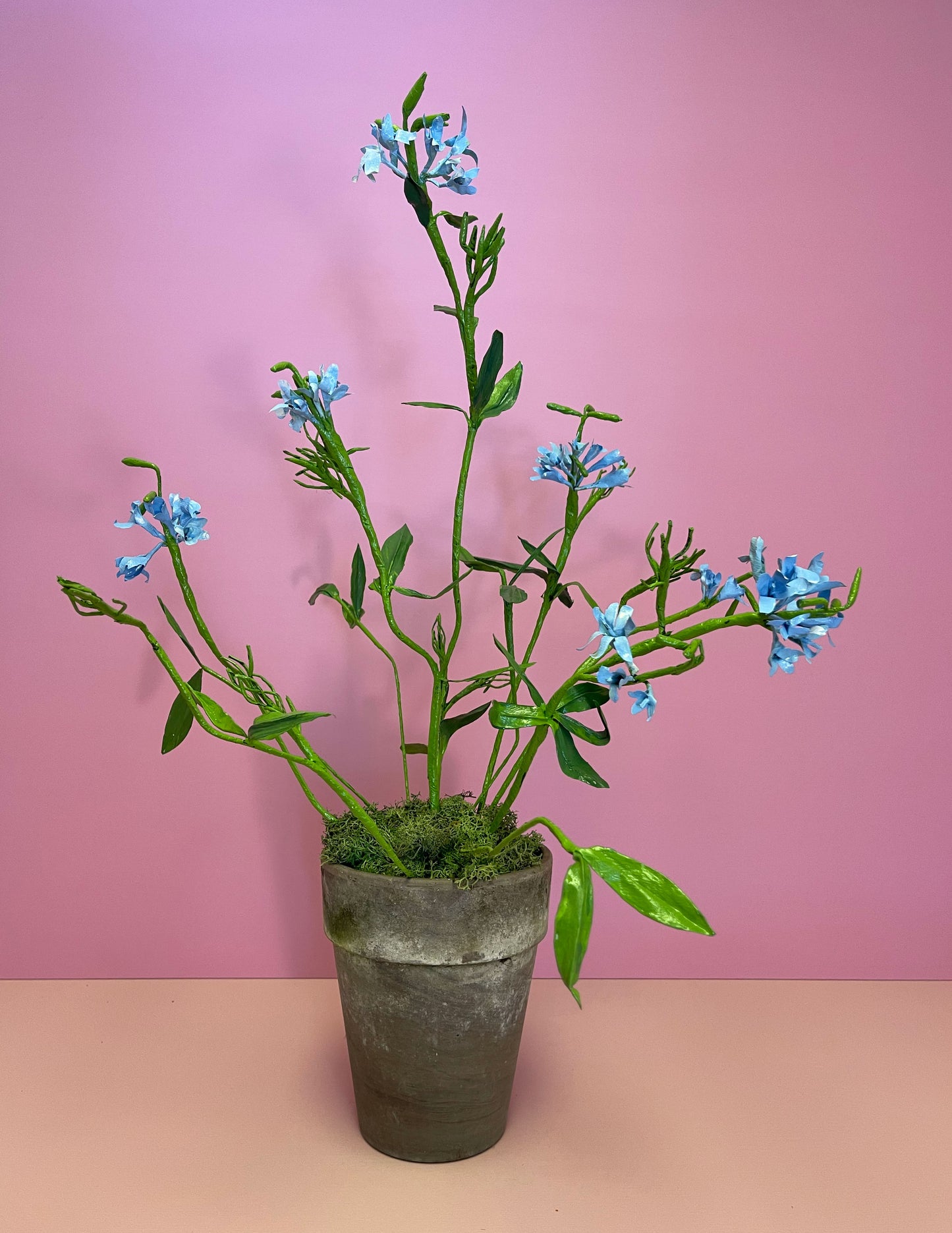 Medium Plumbago Auriculata