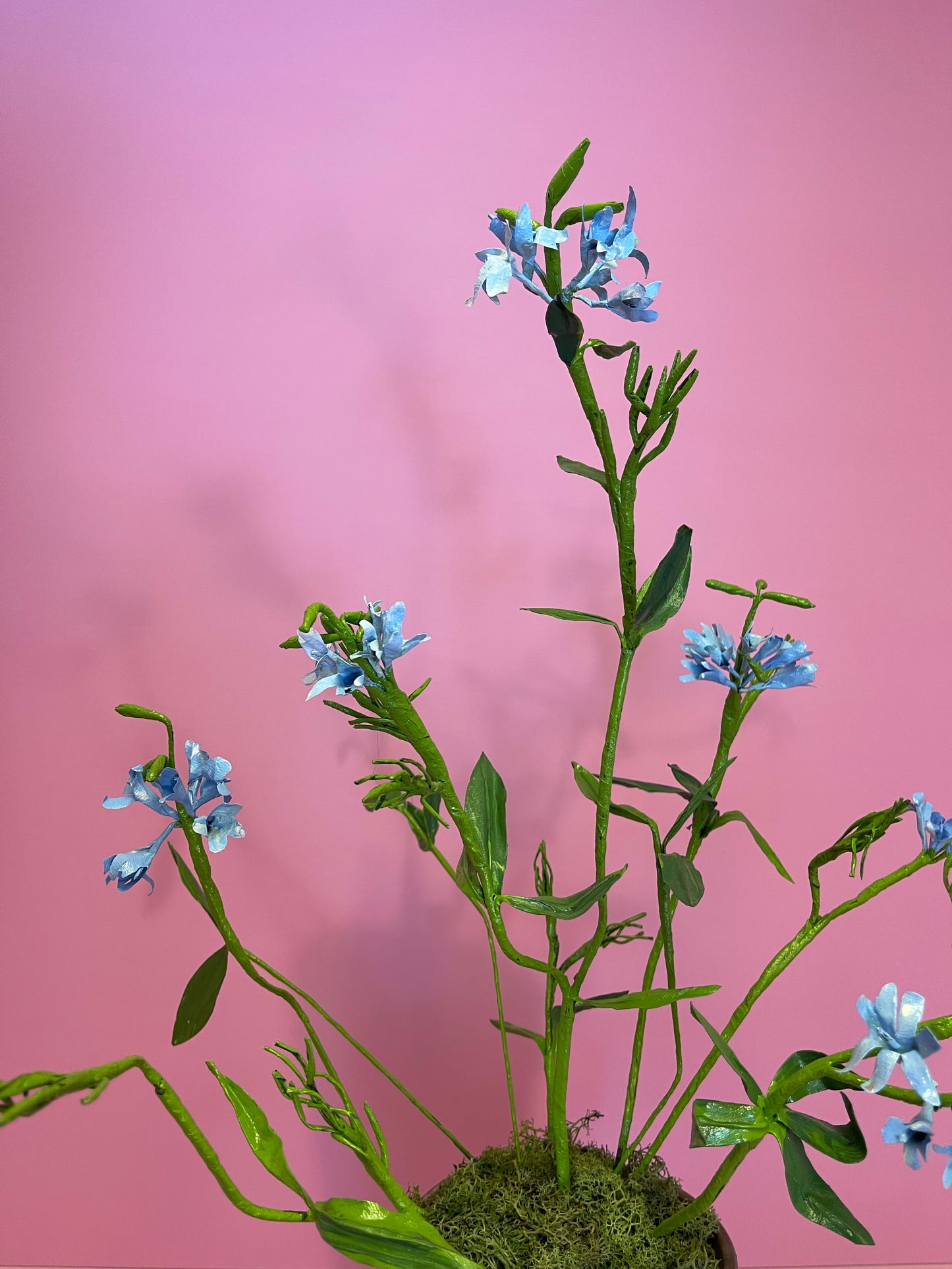 Medium Plumbago Auriculata