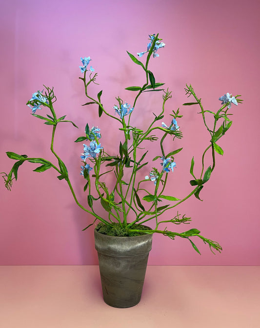 Large Plumbago Auriculata