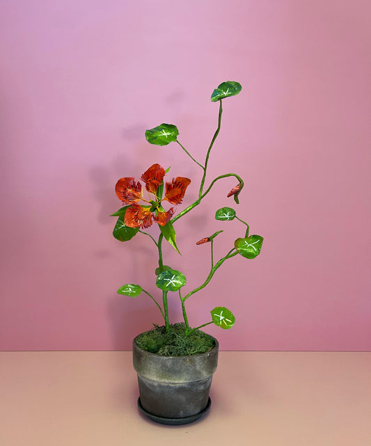 Small Tropaeolum Majus