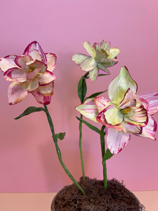 Small Helleborus White