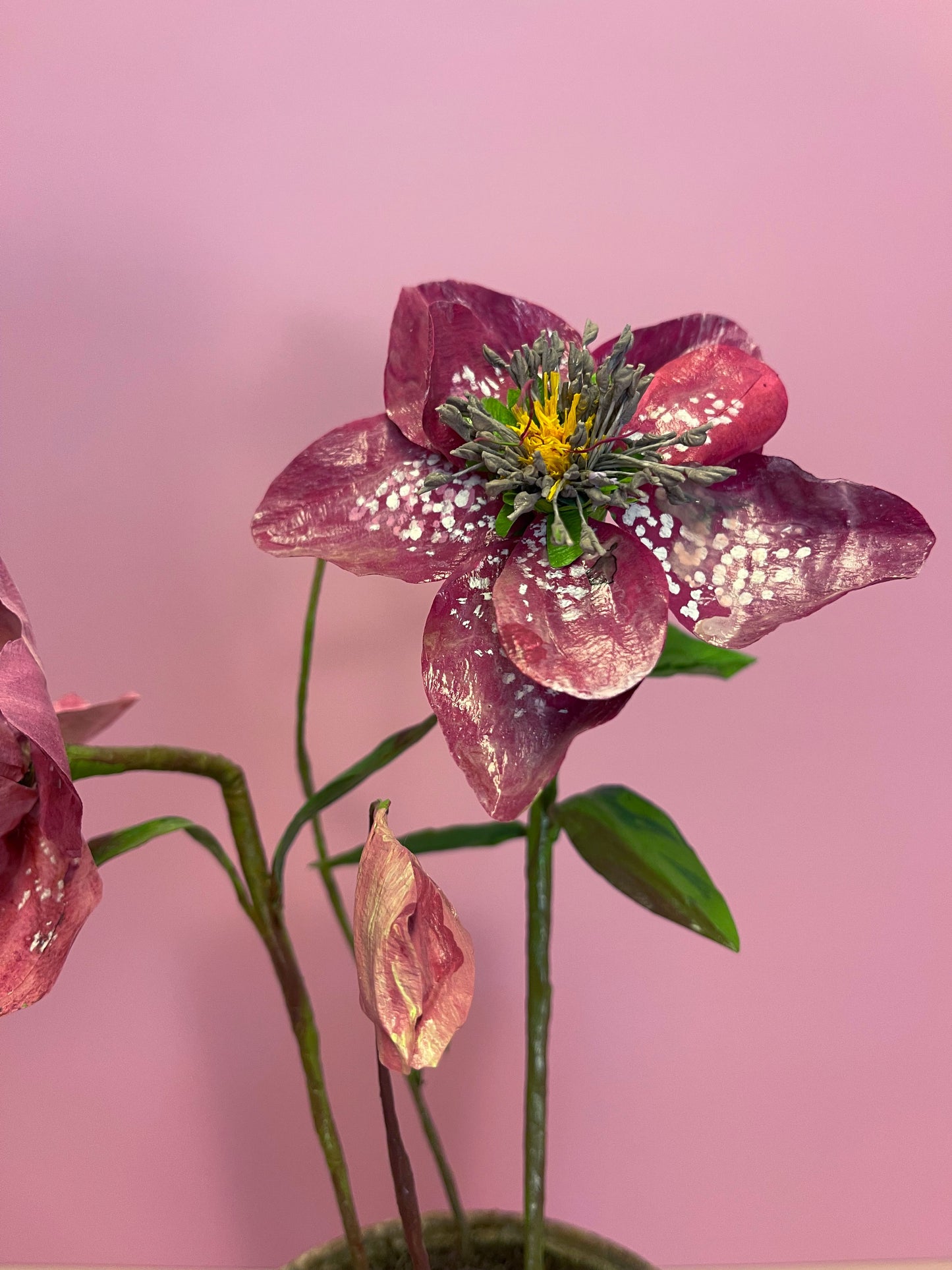 Small Helleborus Pink