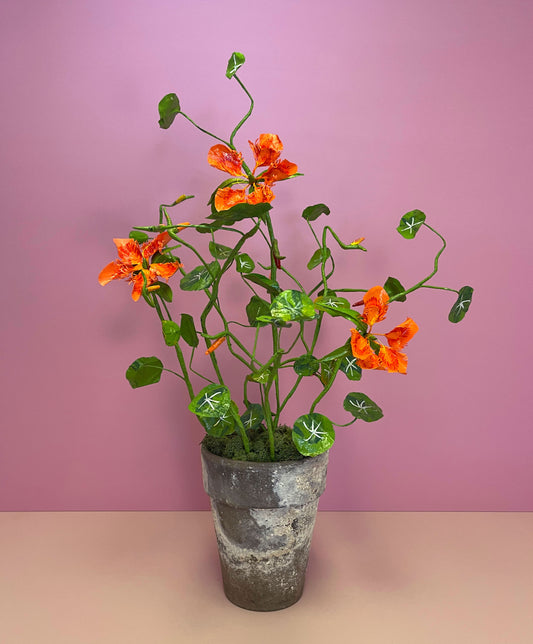 Medium Tropaeolum Majus