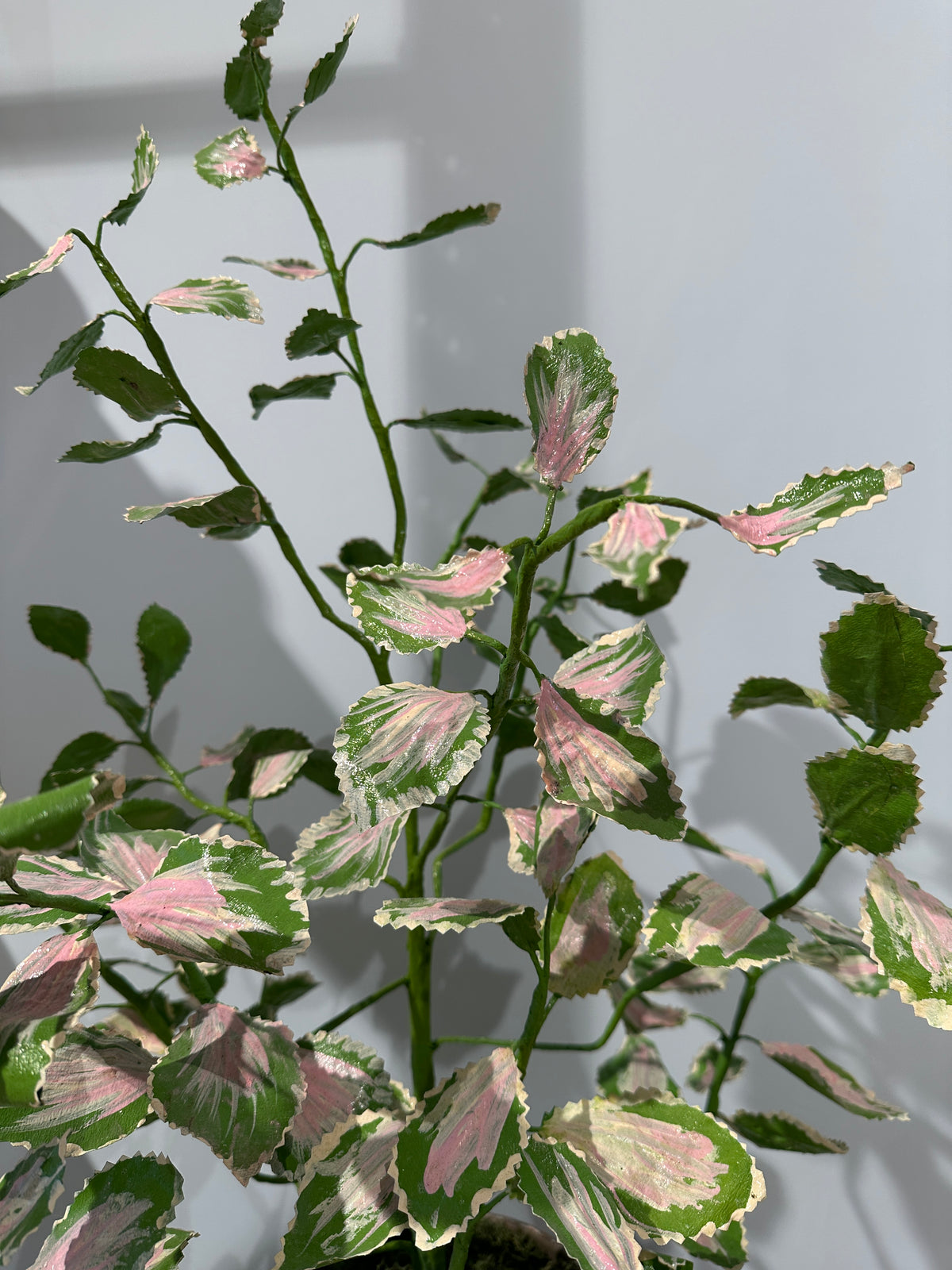 Coleus by Louise Moestrup