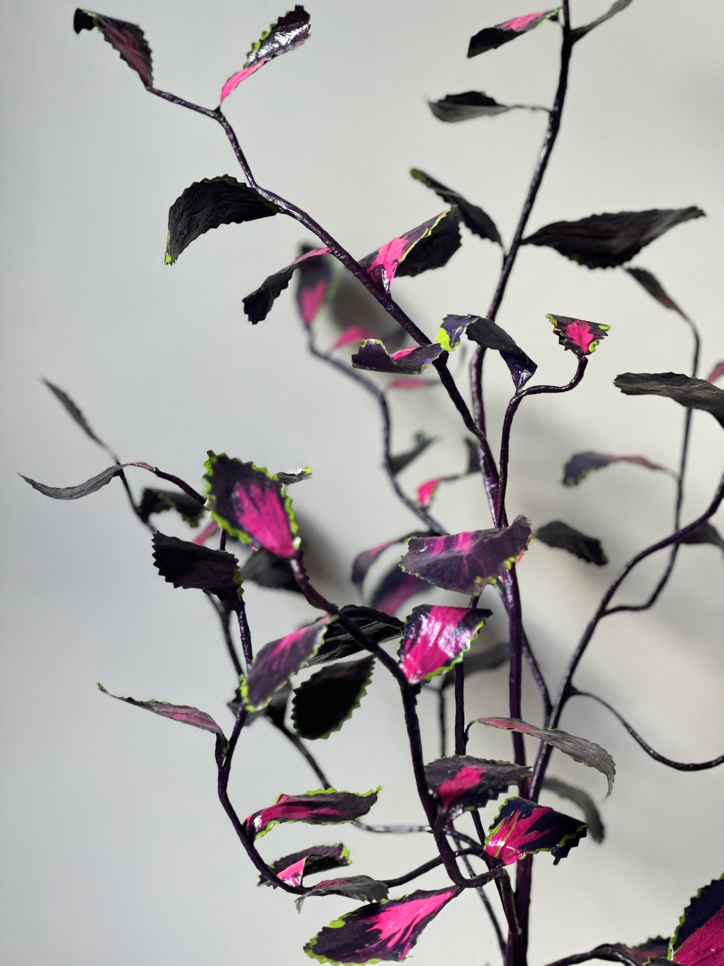 Dark Pink Coleus